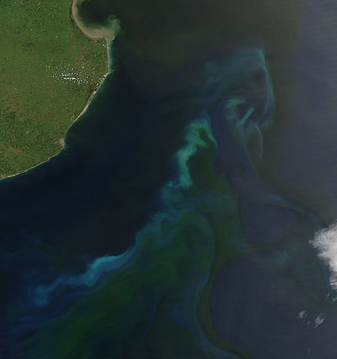 NASA MODIS Image of the Day: February 11, 2010 – Phytoplankton Bloom off Argentina
