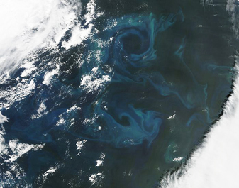NASA MODIS Image of the Day: June 6, 2010 – Phytoplankton Bloom in the Atlantic