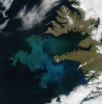 NASA MODIS Image of the Day: July 8, 2010 – Phytoplankton Bloom off Iceland