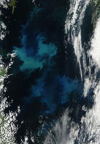 NASA MODIS Image of the Day: July 13, 2010 – Phytoplankton Bloom in the North Sea