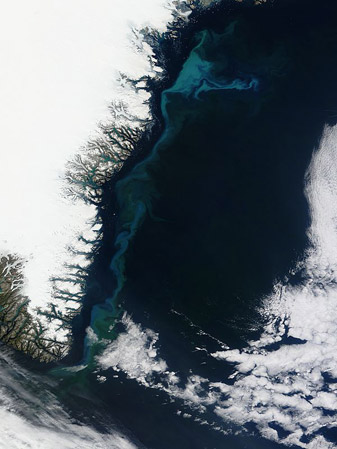 NASA MODIS Image of the Day: August 23, 2010 – Phytoplankton bloom off Greenland