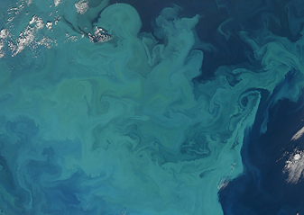 NASA MODIS Image of the Day: August 27, 2009 – Barents Sea in Bloom