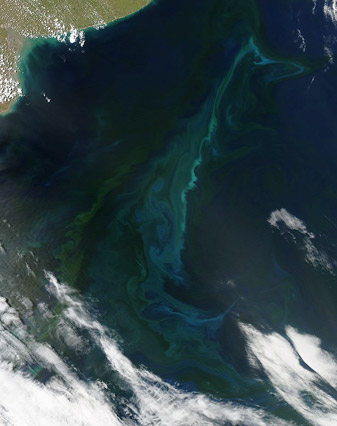NASA MODIS Image of the Day: November 25, 2010 – Phytoplankton bloom off Argentina