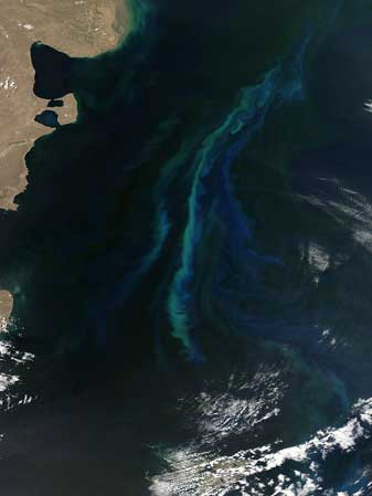 NASA MODIS Image of the Day: December 24, 2010 – Phytoplankton bloom off Argentina