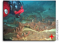 Dale Andersen Dives in Lake Hoare