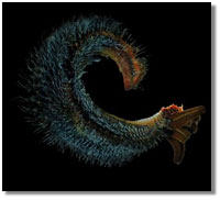 The Pompeii worm is the most heat-tolerant animal on Earth; caption is below