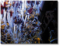 Tubeworms have no mouth, eyes, or stomach; caption is below