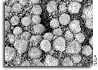 Mineral in Mars ‘Berries’ Adds to Water Story