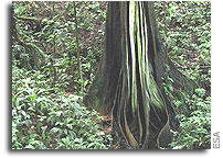 Satellites support Kyoto Protocol through forest mapping service