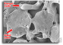 Lichen survives in Space