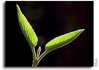 Results of life sciences research in space to be presented in Cologne