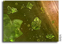 NASA’S Spitzer Finds Failed Stars May Succeed in Planet Business