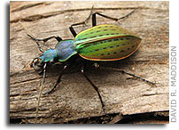 Tree of Life project grows more leaves and branches
