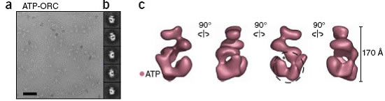 Electron microscopy images of ORC