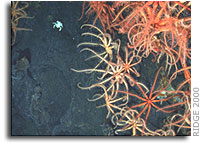 Shining a light on deep-sea vents: Science meets policy