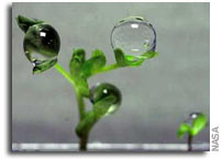 NASA to Study Plants to Help Astronauts Grow Food in Space