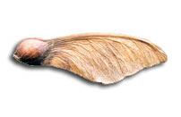 Lockheed Martin to Design Nano Air Vehicle to Monitor the Urban Battlefield