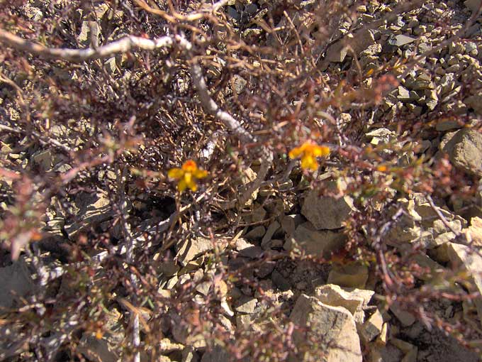 photo of flower in the desert