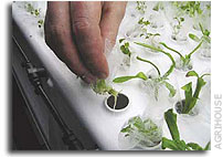 Progressive Plant Growing is a Blooming Business