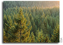 Satellites play vital role in understanding the carbon cycle