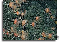 New Deep-Sea Hydrothermal Vents, Life Form Discovered