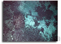 Bacteria “Feed” on Earth’s Ocean-Bottom Crust