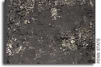 Microbes beneath sea floor genetically distinct