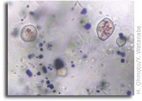 Deep-sea Rocks Point to Early Oxygen on Earth