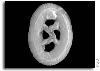 Penn State Tiny shelled creatures shed light on extinction and recovery 65 million years ago