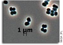 Rare New Microbe Found in Two Distant Clean Rooms