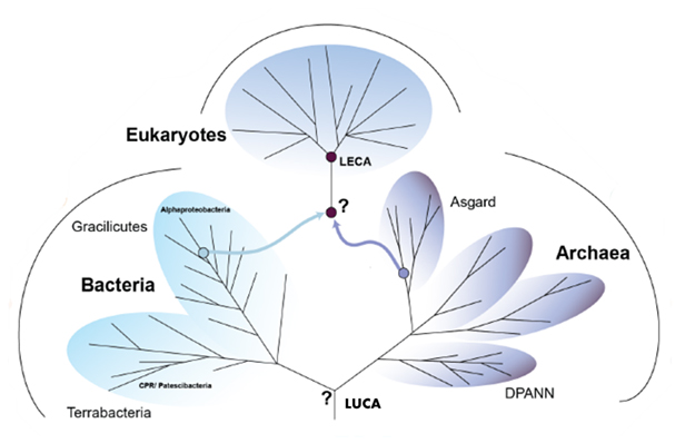 New Insights Into Major Transitions On The Tree Of Life