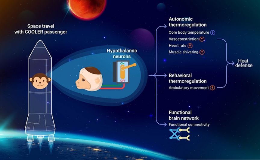 Hypothermia In Nonhuman Primate Paves The Way For Future Application In Human Spaceflight